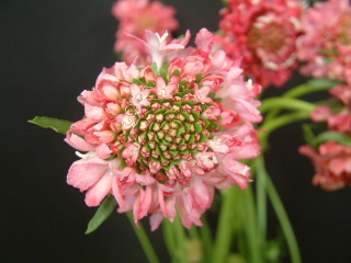 Scabiosa japonica Pink.jpg